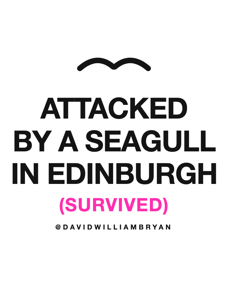 The seagull