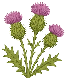 The wise old blossom tree, thistle placeholder art